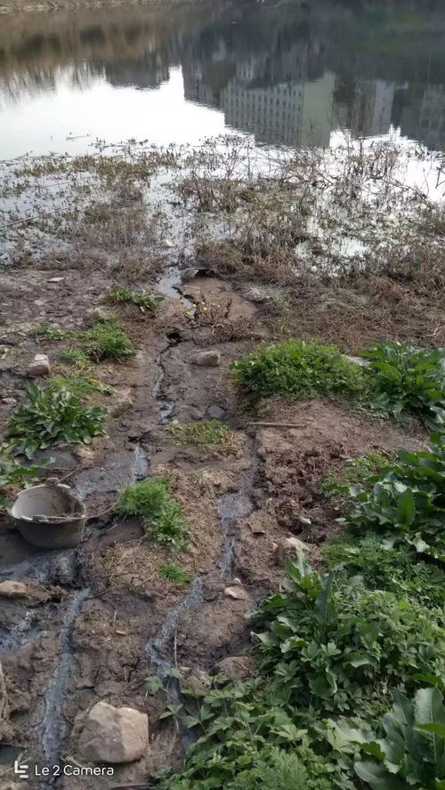 守護清流 從南部神壩鎮(zhèn)疑似污染事件看水環(huán)境污染防治的緊迫性與路徑